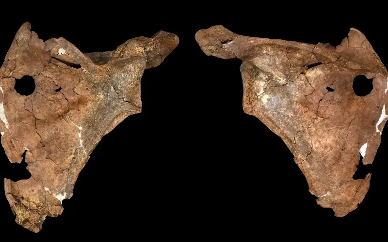 This Neanderthal wound may be the earliest evidence of a wooden spear attack on a human ancestor - E. Pomeroy