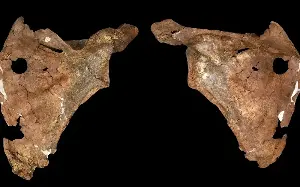 Neanderthal spear wound reveals 75,000-year-old murder