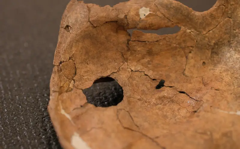 The size of the wound in the scapula fits with the theory it was inflicted by a wooden spear, scientists say - Cambridge Department of Archaeology