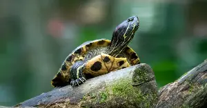 The red-eared slider is an invasive species.