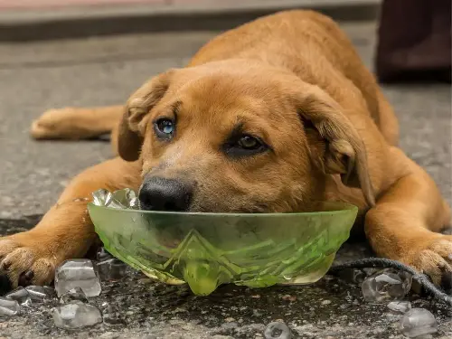 Cómo saber si tu perro está deshidratado en temporada de calor | Getty Images