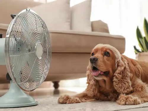Cómo saber si tu perro está deshidratado en temporada de calor | Getty Images