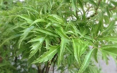 Phát hiện thêm nhiều tiềm năng chữa bệnh của cây đinh lăng