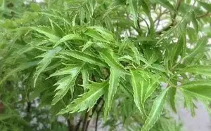 Is it good to drink Centella asiatica leaf tea daily?