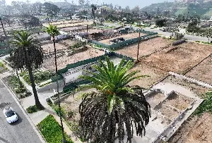 Trees that survived LA’s wildfires are dying at alarming rate. Can they be saved?