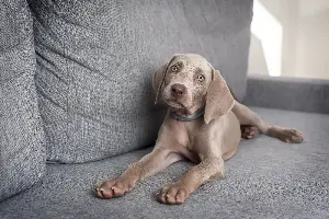 Labrador and Great Dane Have Puppies, Owner Left ‘Shocked’ by Result