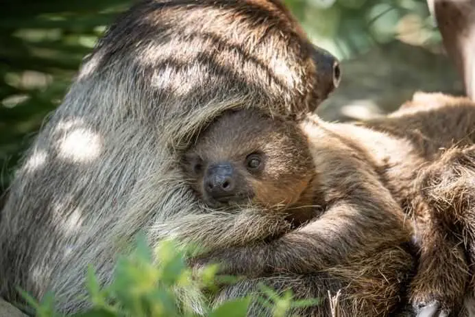 Bioparc Fuengirola abre una votación pública para elegir nombre de la cría de perezoso nacida, que es hembra
