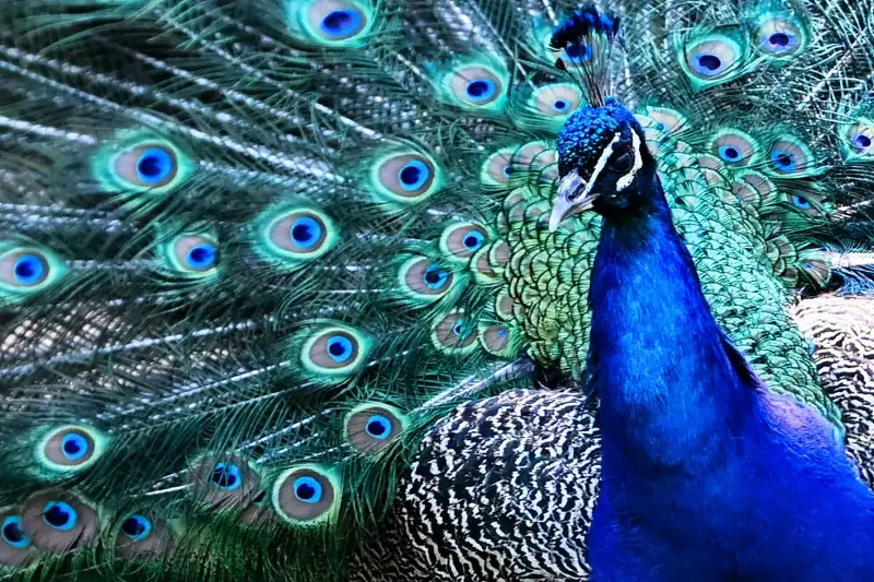 Pfau stiftet Unruhe in Frankfurt und kommt mit "blauem Pfauenauge davon"