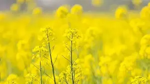 India's edible oil imports to rise as demand grows, oilseed yields face risks