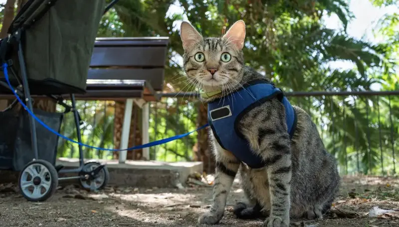 A spasso con il gatto: i guinzagli più comodi per il tuo pelosetto