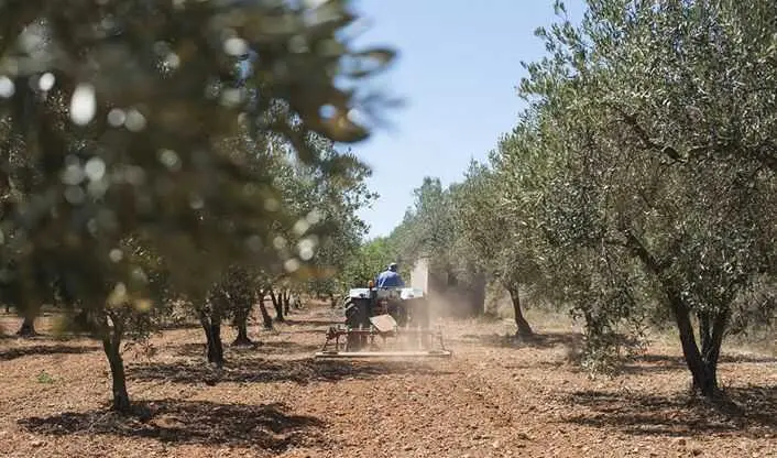 Planas valora el inicio de la consulta pública previa del proyecto de norma de comercialización del aceite de oliva