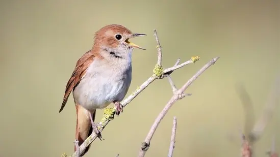 Nightingales favor thick, shrubby habitat, and Strawberry Hill has plenty of it.