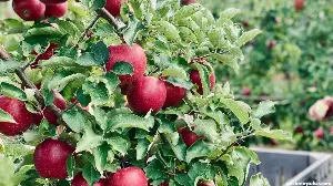 Kashmir sees shift to high-density apple cultivation as growers seek higher returns