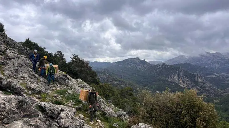 Liberados dos jóvenes quebrantahuesos en el Parque Natural Sierras de Cazorla, Segura y Las Villas