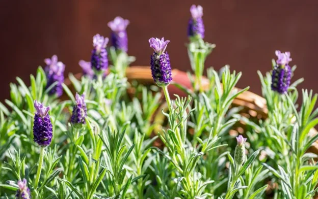 8 loại cây cảnh chữa bệnh bạn có thể trồng tại nhà- Ảnh 2.