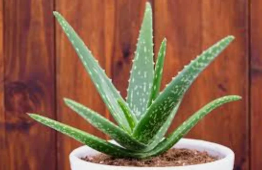 8 loại cây cảnh chữa bệnh bạn có thể trồng tại nhà- Ảnh 1.