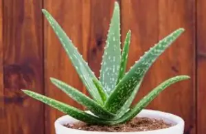 8 types of medicinal houseplants you can grow at home.