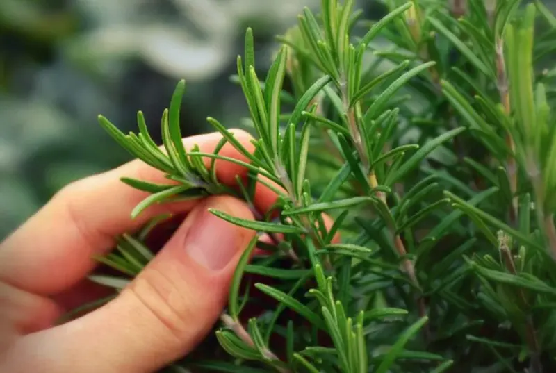 8 loại cây cảnh chữa bệnh bạn có thể trồng tại nhà- Ảnh 7.