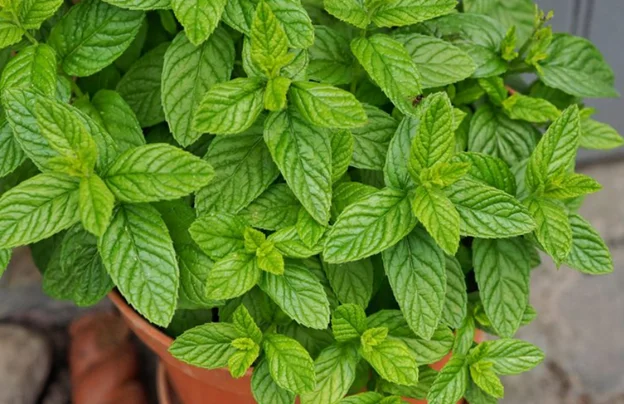 8 loại cây cảnh chữa bệnh bạn có thể trồng tại nhà- Ảnh 3.