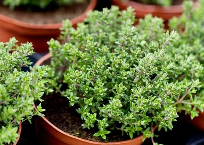 Cách trồng và chăm sóc cây cỏ xạ hương | Dân tộc và Phát triển