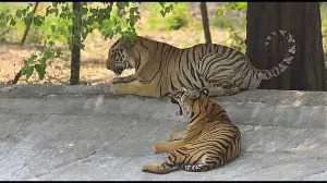 New tiger pair Badal and Bijli make public debut at Ludhiana zoo