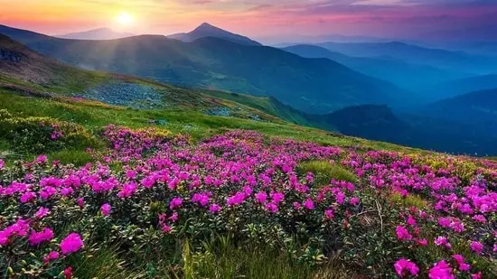 Iconic Valley of Flowers National Park reopens for tourist. 