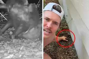 Texas man makes shocking cute critter discovery under his home: "Mama's got the team on her back"