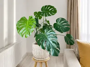 Top 3 trending decorative plants on social media right now.