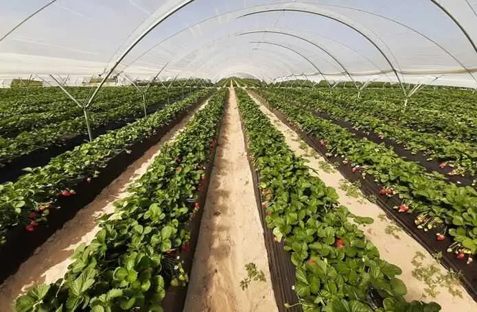 Publicada la resolución provisional de las ayudas a la renaturalización en el entorno de Doñana