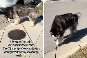 Malamute Checks Every Drain During Daily Walk, Tears Over Unexpected Reason
