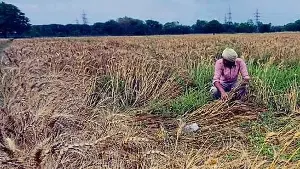 Ludhiana: Rain, thunderstorms flatten 8% wheat crop