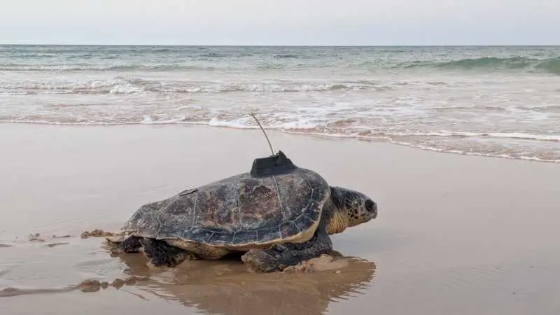 Andalucía suelta en el mar 35 tortugas bobas tras su cuidado y recuperación durante 2026