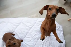 Dachshund’s ‘Morning Ritual’ Before Breakfast Leaves Internet in Stitches