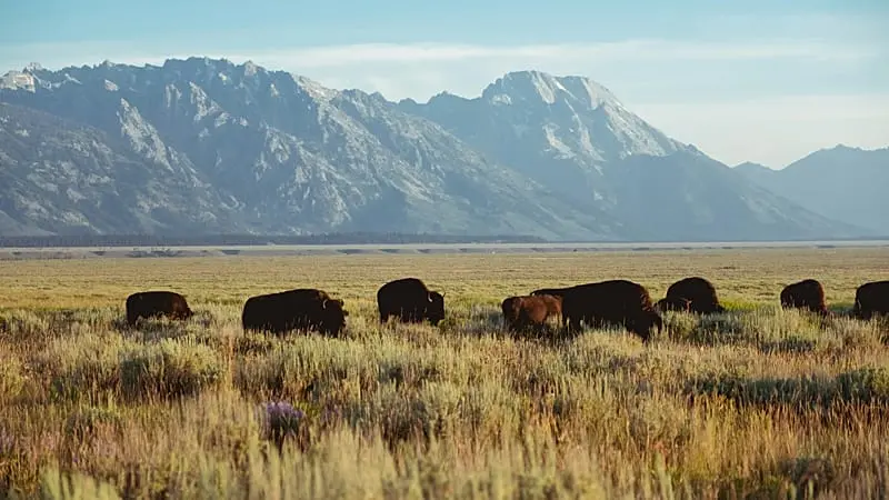 Dalla biodiversità alla cattura del carbonio: la salvezza dei bisonti porta benefici all’Europa