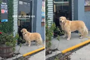 Golden Retriever Halts Walk, Owner Can’t Cope With Reason—‘Good Boy Taxes’