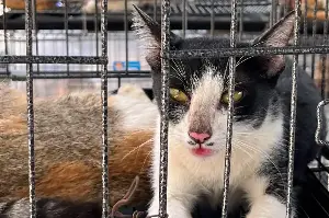 Stolen felines reunited with owners after Vietnam cat-meat bust