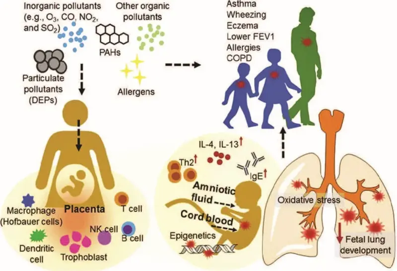 Diagram illustrating the harmful effects of oil pollution on humans.