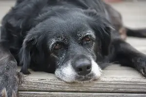 Idiopathic epilepsy in dogs, explained