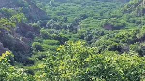 Why agroforestry may be India’s most powerful climate tool