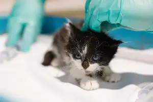 In animal shelters, newborn kittens are uniquely vulnerable. This workshop aims to change that