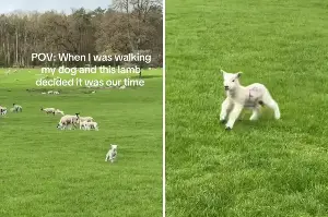 Lamb Spots Dog Walker Across Field, How They Are Greeted Warms Hearts