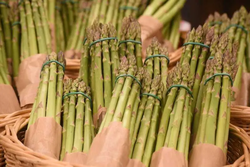 La campaña del espárrago verde deja resultados similares a 2025 a pesar de los daños por las borrascas