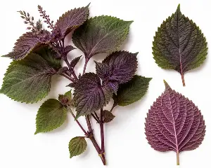 How to use perilla leaves to support beautiful skin and smooth hair?