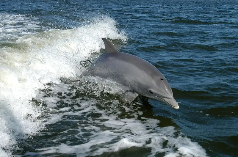 Los delfines prefieren arriesgar su vida por la sobreexplotación de la pesca en el mar Adriatico