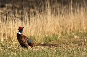 Pheasant numbers increase for second year running in Minnesota