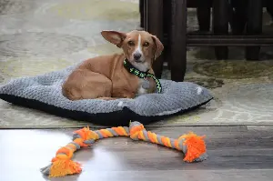 Rescue Dog Hears Spanish for First Time in New Home—Instantly Recognizes It