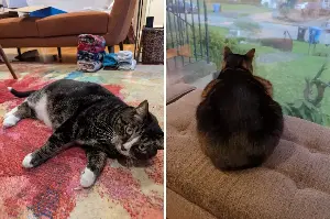 Owner Puts 14.5lb Rescue Cat on Diet—Two Months Later, Scale Tells a Story
