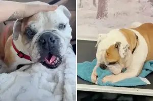 Bulldog saved from euthanasia has heartbreaking method of self-soothing "when he's lonely"