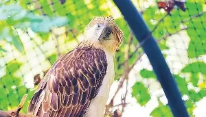Girlie, oldest Philippine Eagle in captivity, 'issued' senior, PWD cards