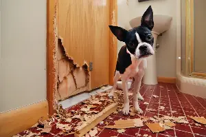 Vet Reveals What Dog Breeds Are Harder To Live With and Why